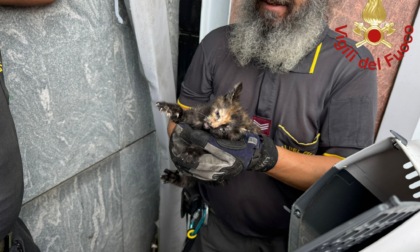 Gattino incastrato in un'intercapedine, salvato dai Vigili del fuoco