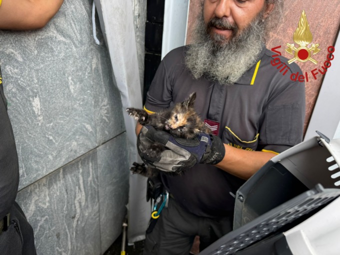 Gattino incastrato in un’intercapedine, salvato dai Vigili del fuoco