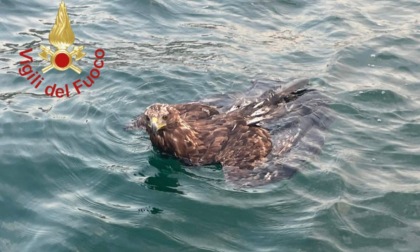 Pullo in difficoltà nel lago: salvato dai Vigili del fuoco