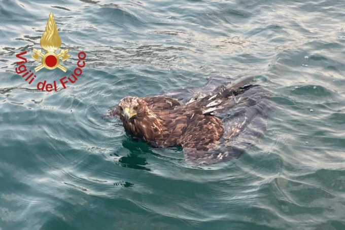 Pullo in difficoltà nel lago: salvato dai Vigili del fuoco