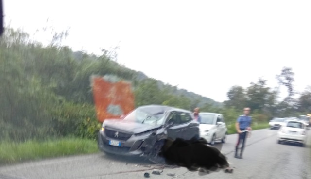 Cavallo contro un’auto, ferita una donna
