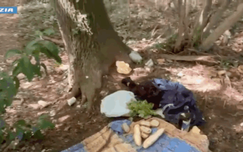 Trovato un bivacco nel bosco, arrestati tre spacciatori