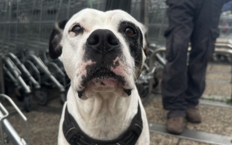 Senza casa e con 4 cani