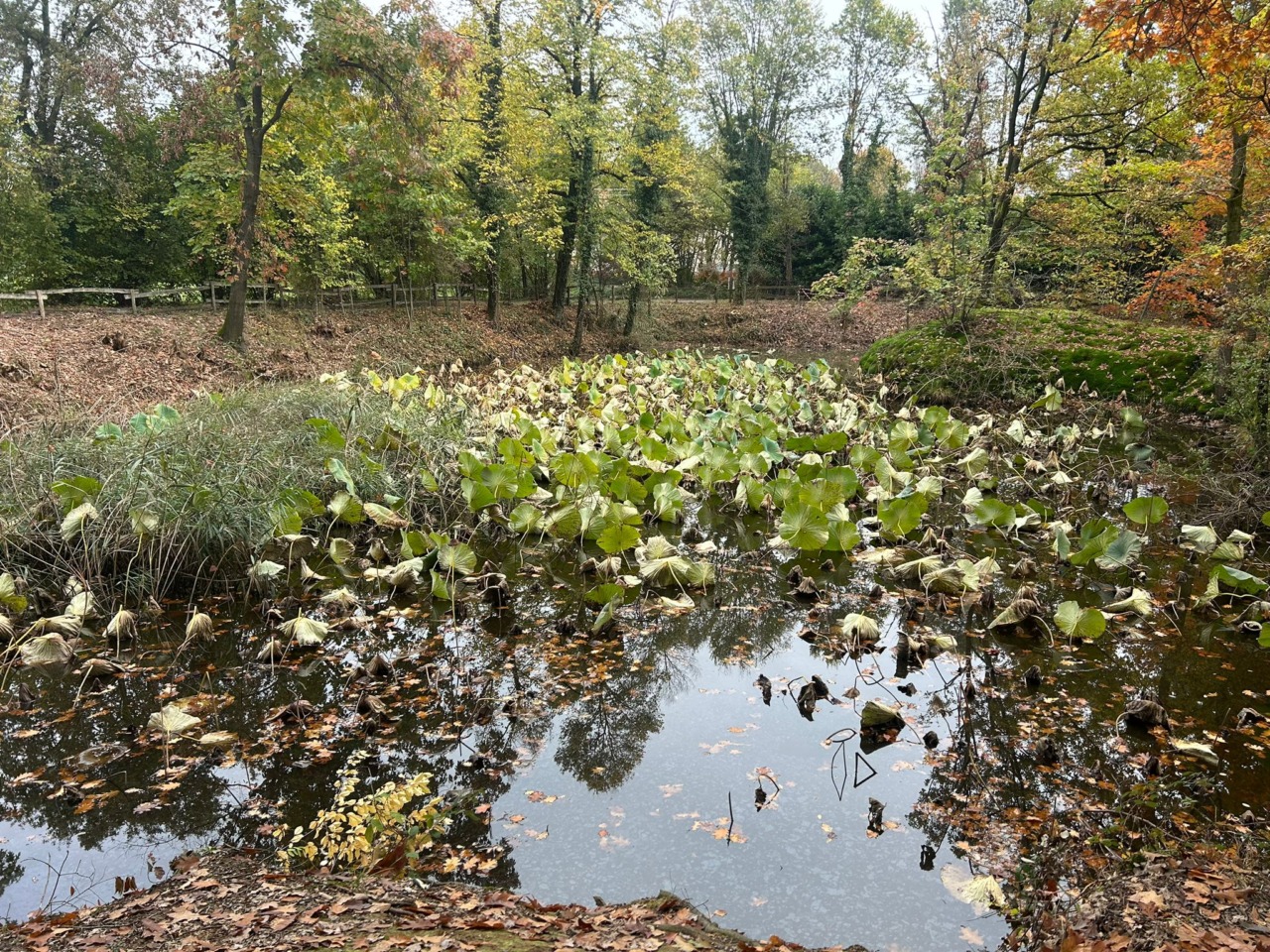 Laghetto della Mordina: via agli interventi per rimuovere il fior di loto