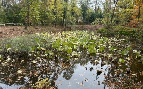 Laghetto della Mordina: via agli interventi per rimuovere il fior di loto