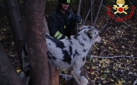 Cane incastrato in una pianta, salvato dai pompieri