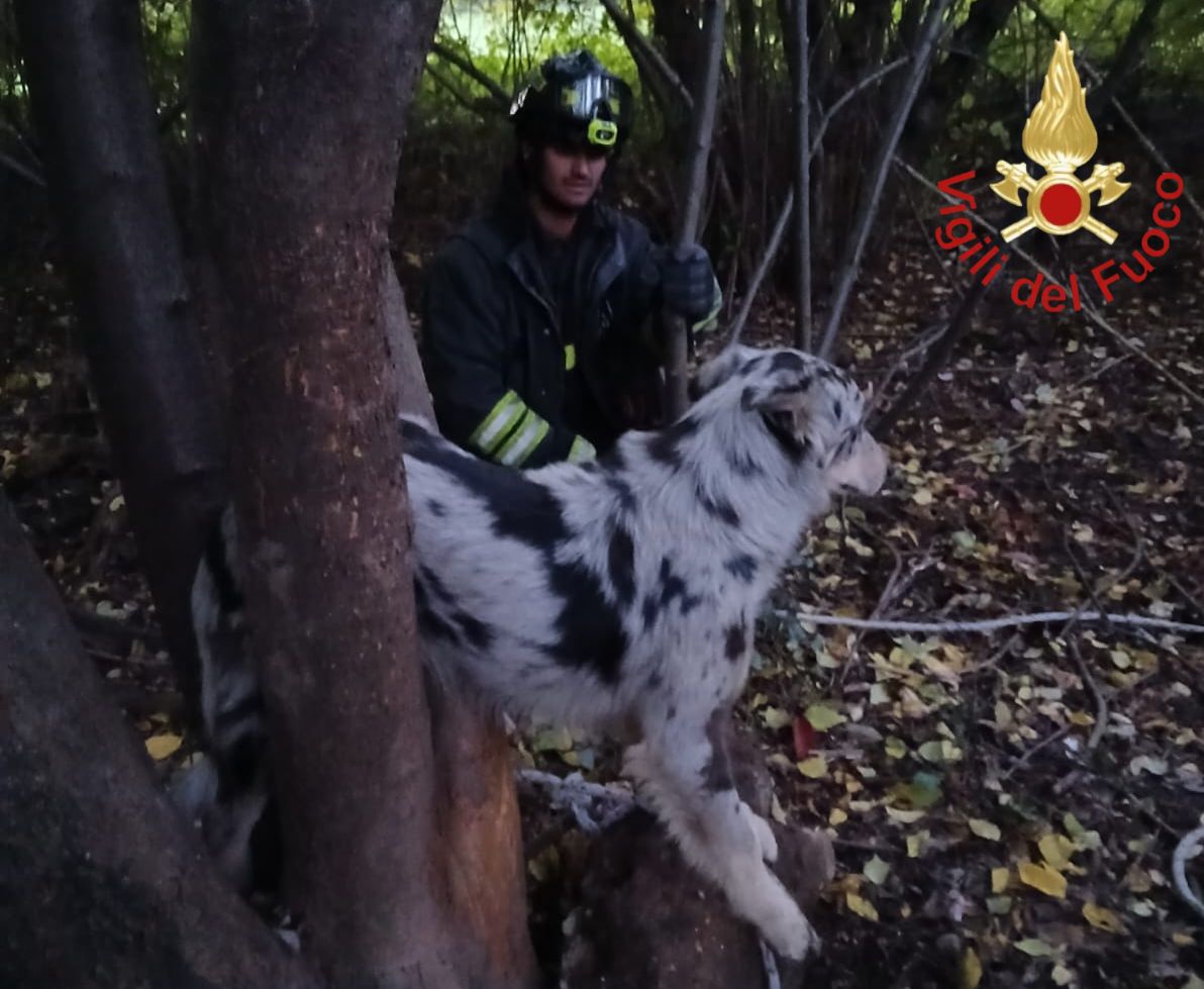 Cane incastrato in una pianta, salvato dai pompieri