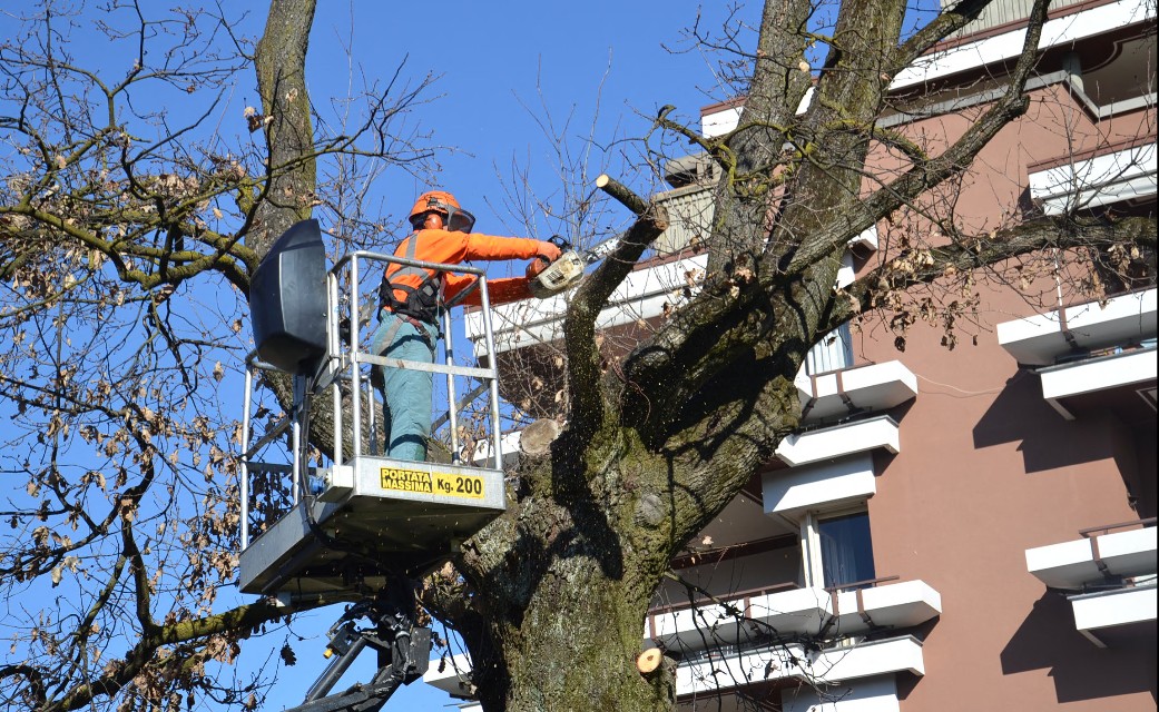 Messa in sicurezza delle piante: via ai lavori