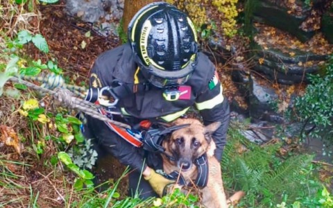 Cane scivola in una forra, salvato dai pompieri