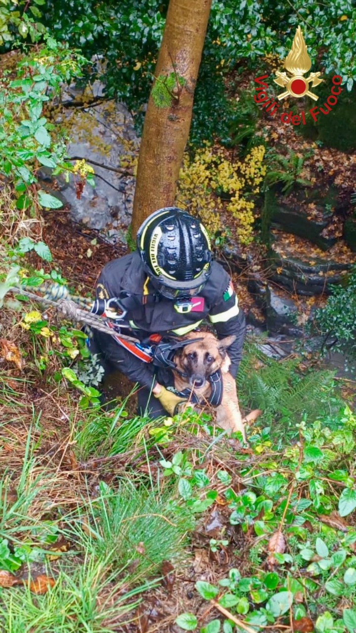 Cane scivola in una forra, salvato dai pompieri