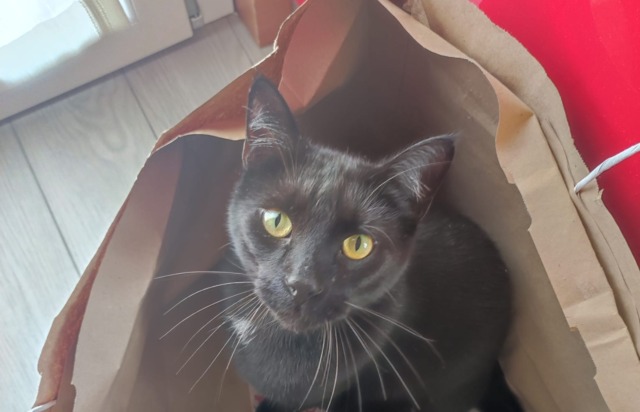 Gatto impallinato in centro città: “Siamo stati costretti a sopprimerlo”