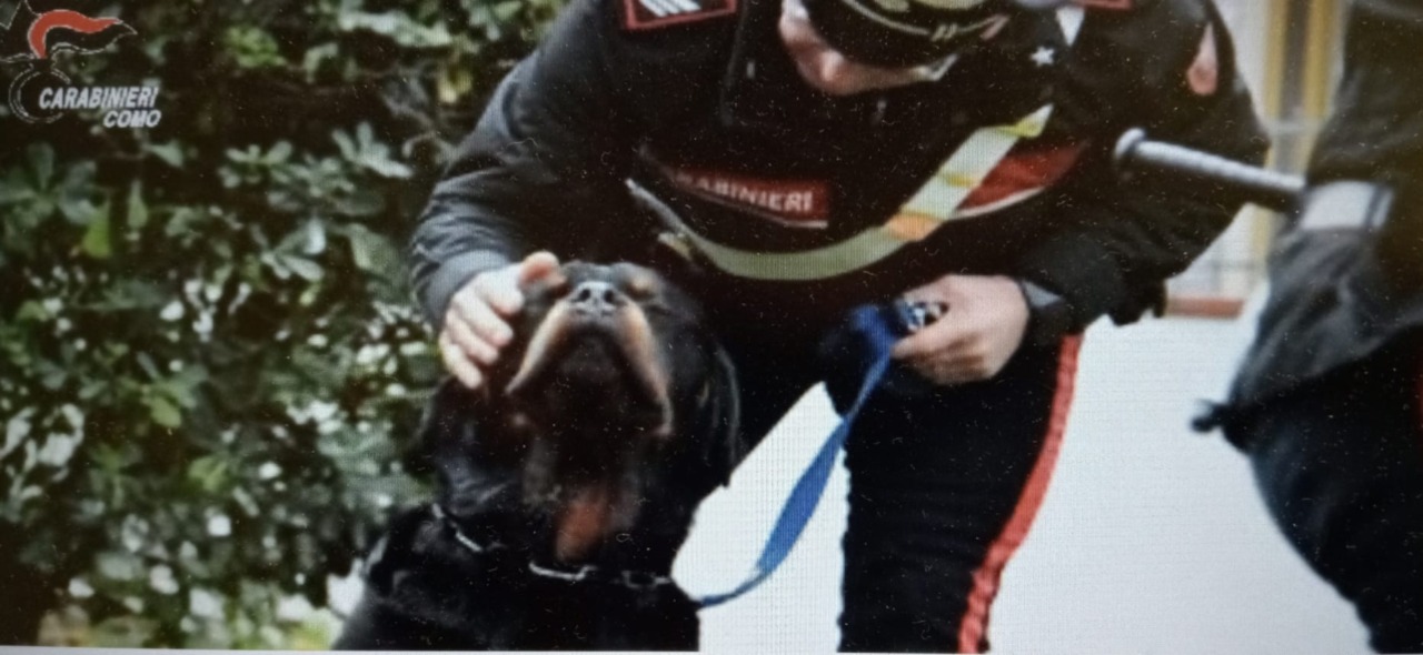 Maltrattamento e abbandono di animale: una denuncia