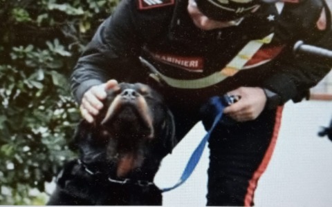 Maltrattamento e abbandono di animale: una denuncia