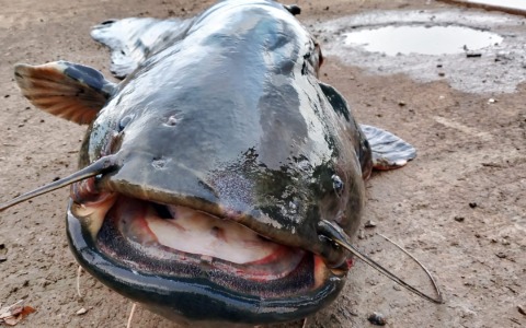 Parco regionale della Valle del Lambro in prima linea per il contenimento del pesce siluro