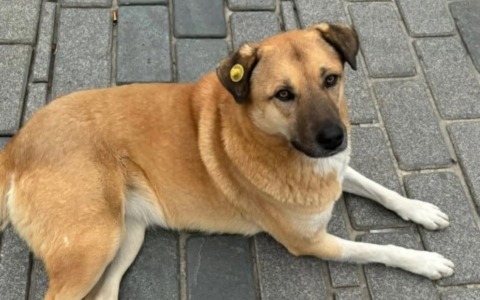 Quattro cani salvati dalla morte e portati al Vecchio Faggio