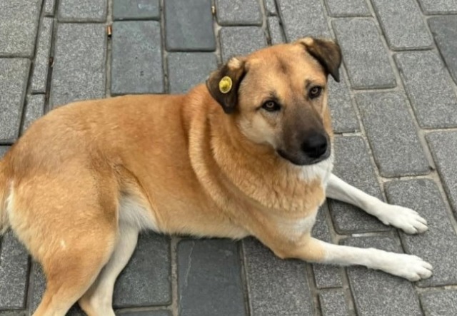 Quattro cani salvati dalla morte e portati al Vecchio Faggio