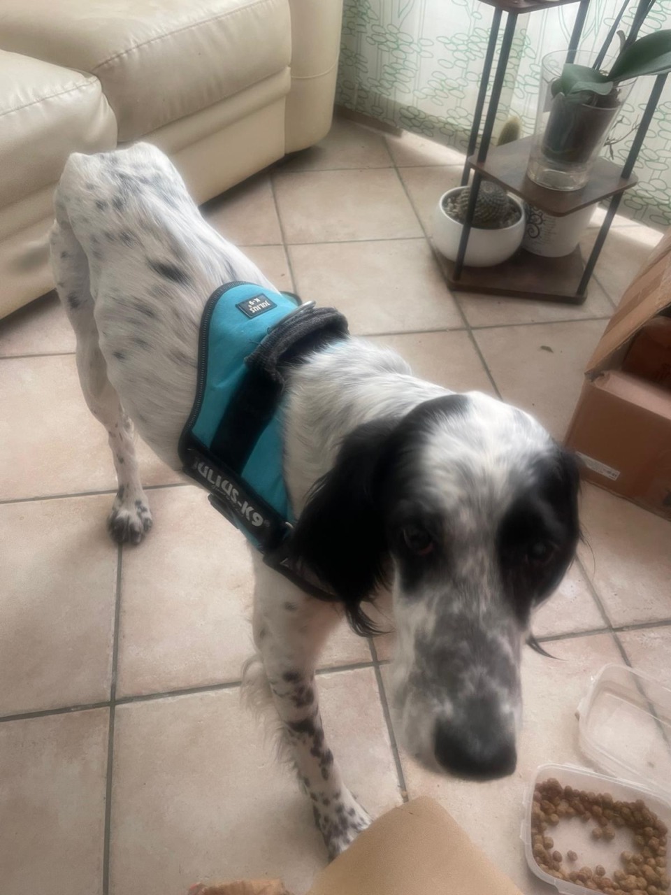 Valbrona: Ars Faber cerca casa per Max