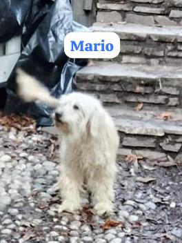 Valbrona: Ars Faber cerca casa per Mario