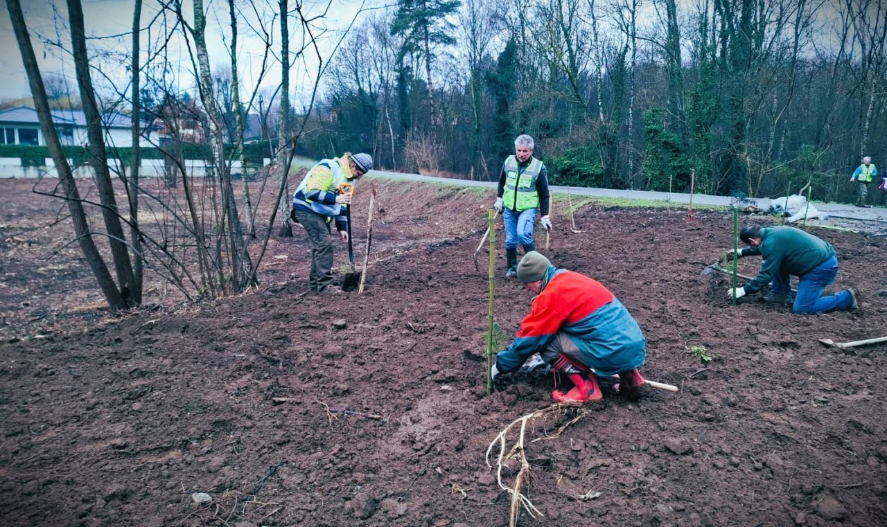 Trecento piante per far rinascere il bosco