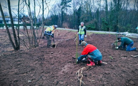 Trecento piante per far rinascere il bosco
