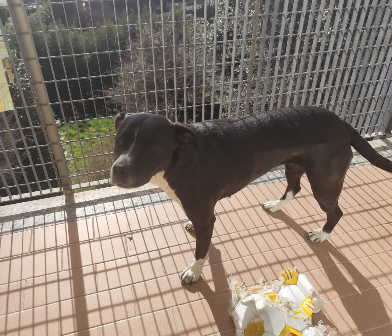 Quattro dolci amici a quattro zampe cercano casa