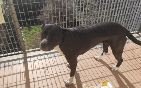 Quattro dolci amici a quattro zampe cercano casa