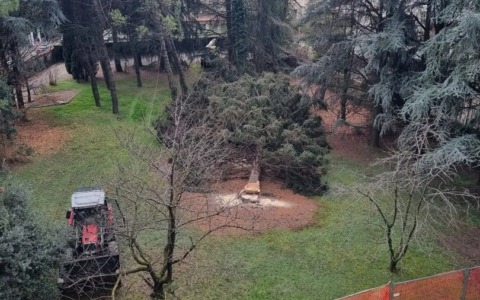 Taglio delle piante in via Volta, Circolo Ilaria Alpi: “Un vero e proprio scempio ambientale: vergogna!”