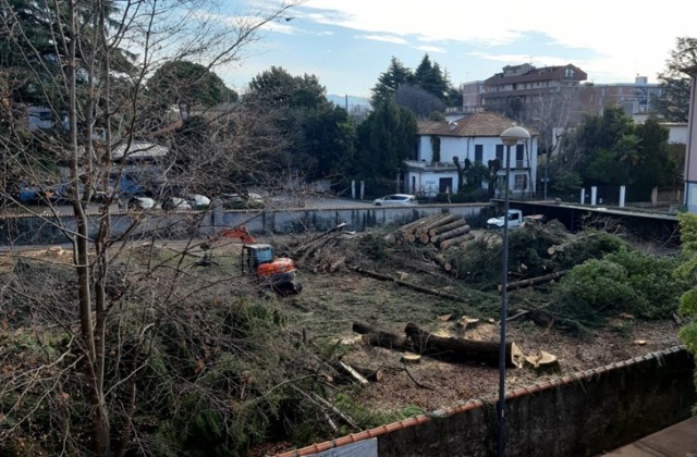 Alberi tagliati: del polmone verde in centro rimane una catasta di tronchi