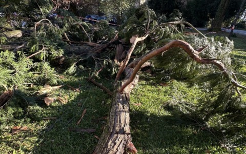 Forti raffiche di vento: cadono grandi rami, massima allerta