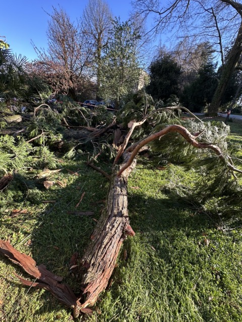 Forti raffiche di vento: cadono grandi rami, massima allerta