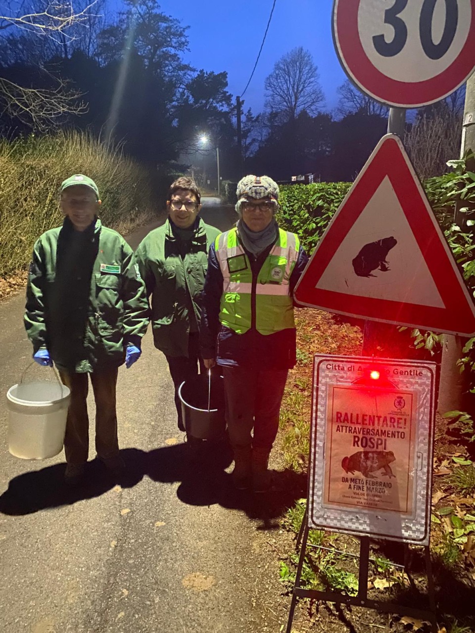 Migrazione dei rospi, record di salvataggi ad Appiano Gentile