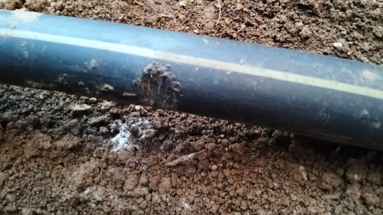 Ratti nelle Aler rodono un tubo del gas