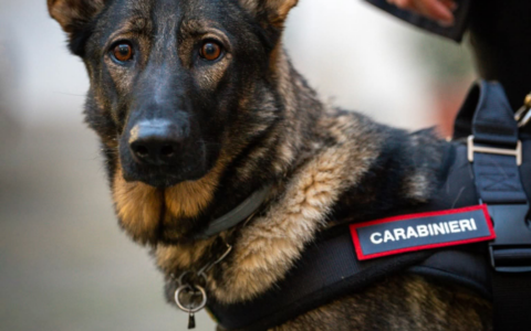 Disperso, 85enne viene ritrovato dai Carabinieri e dall’unità cinofila