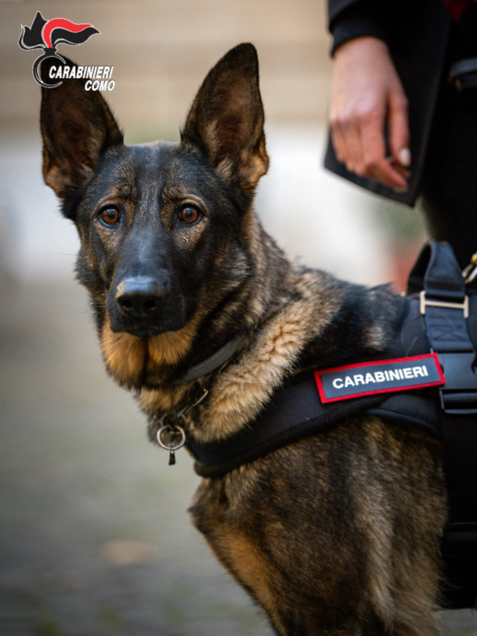 Disperso, 85enne viene ritrovato dai Carabinieri e dall’unità cinofila