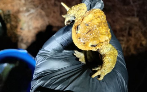 Campagna salvataggio anfibi 2026: già salvati oltre 700 anfibi