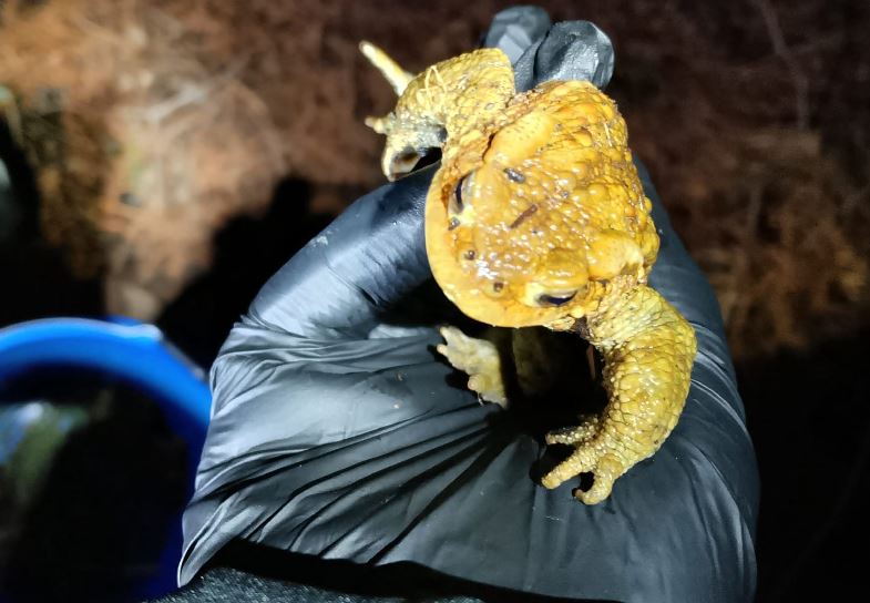 Campagna salvataggio anfibi 2026: già salvati oltre 700 anfibi