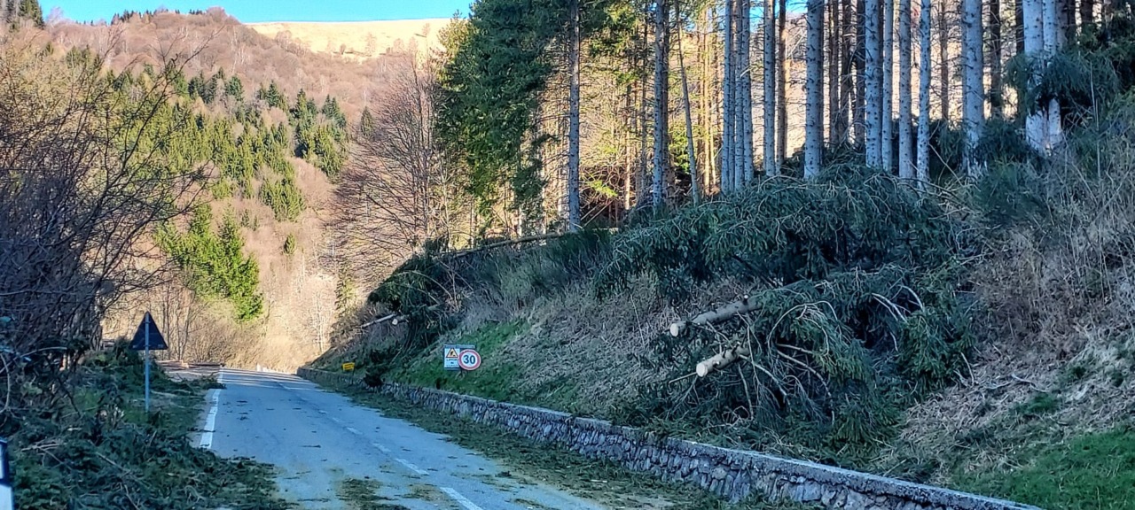 Alberi caduti, il sindaco non ha dubbi: “Pineta da abbattere”