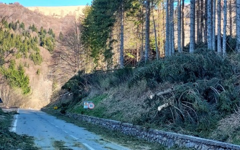Alberi caduti, il sindaco non ha dubbi: “Pineta da abbattere”