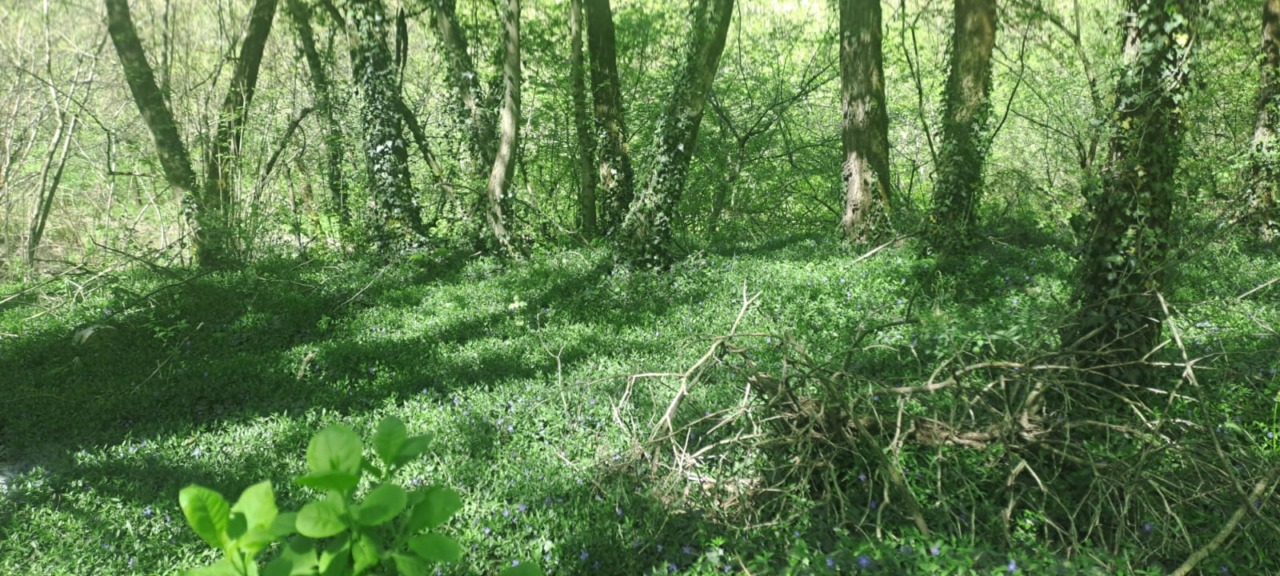 Puliti i boschi lungo la provinciale