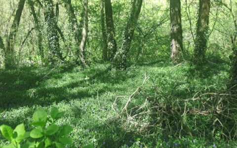 Puliti i boschi lungo la provinciale