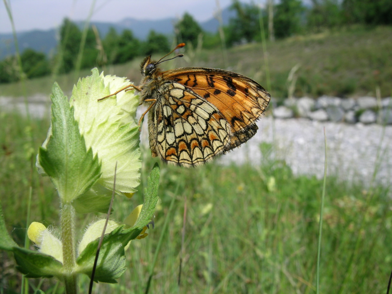Agrinatura 2026: Parco Valle del Lambro protagonista con gli impollinatori