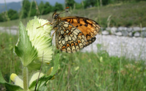 Agrinatura 2026: Parco Valle del Lambro protagonista con gli impollinatori