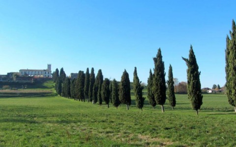 Polemica Z Festival lungo il viale dei Cipressi, Le Contrade: “Non opportuno”