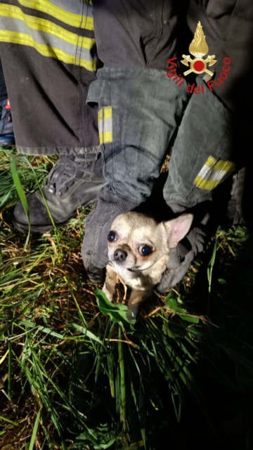 I pompieri salvano un cane finito in una tubazione