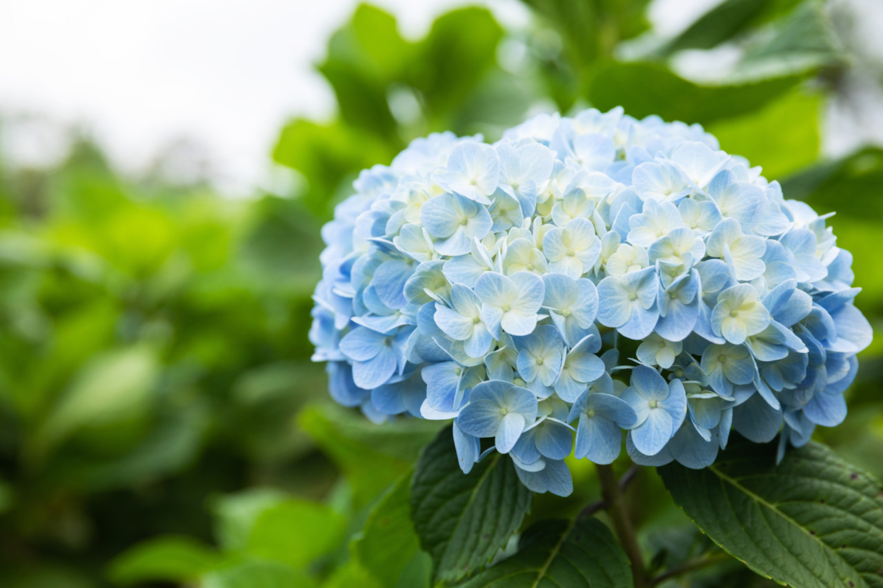 Coltiviamo le ortensie in vaso, sul balcone e in giardino: i consigli dell’agronomo per mantenerle rigogliose e fiorite
