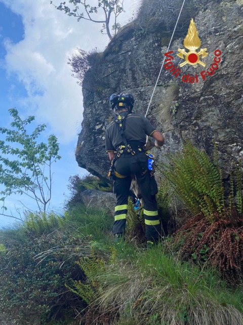 Gregge attaccato dai lupi, capra sopravvissuta finisce in un dirupo