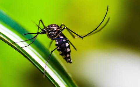 Alta Brianza  ti difende dal rischio di malattie provocate dalle zanzare, dalle devastazioni  della popilia japonica e da numerosi altri  infestanti