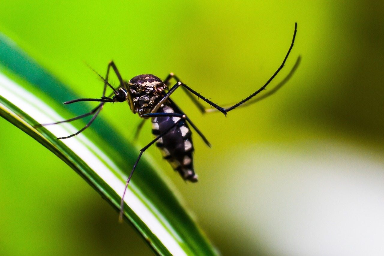 Alta Brianza  ti difende dal rischio di malattie provocate dalle zanzare, dalle devastazioni  della popilia japonica e da numerosi altri  infestanti