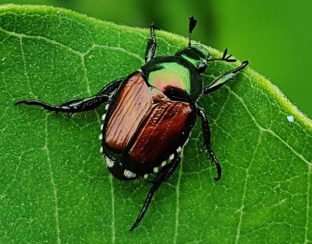 Infestante invasione di Popillia japonica: il Comune “ferma” le trappole nei giardini e negli orti privati