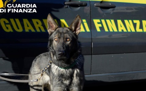 Guardia di Finanza, nuovi controlli antidroga e contro il lavoro nero nel comasco